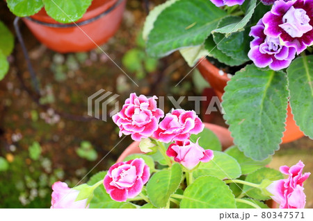 グロキシニア 花 赤色 植物の写真素材