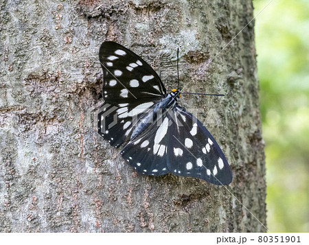 蝶 ちょうちょ の写真素材集 ピクスタ