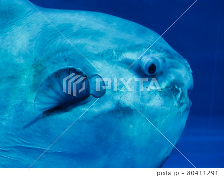 マンボウの写真素材集 ピクスタ