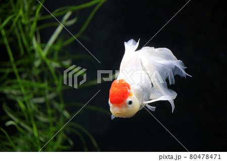 タンチョウ 丹頂 金魚 観賞魚の写真素材