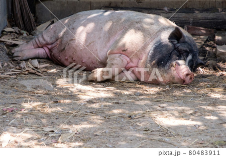動物 豚 黒豚 寝るの写真素材