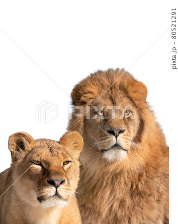 メスライオン 雌ライオン 耳 動物園の写真素材