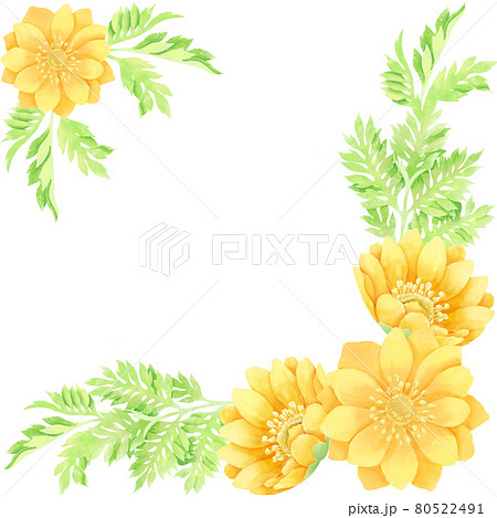 福寿草のイラスト素材