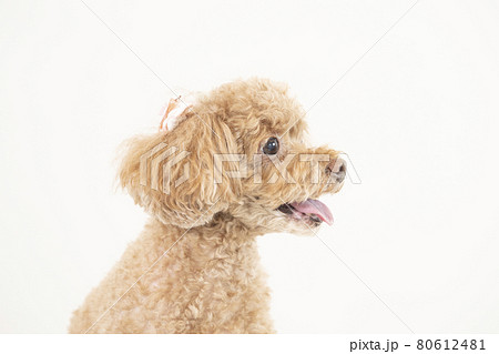 犬 横顔 トイプードル かわいいの写真素材