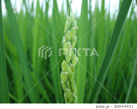 稲 イネ 稻 禾 ジャポニカ種の写真素材 稲 イネ 稻 禾 ジャポニカ種の写真素材