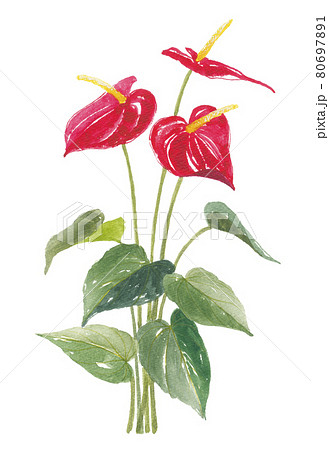 植物 葉 観葉植物 赤い花の写真素材