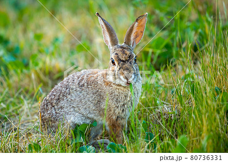 うさぎ 緑 草むら 耳の写真素材