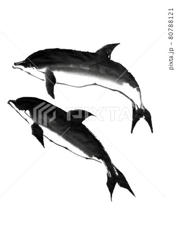 イルカ 墨絵 イラスト 動物の写真素材
