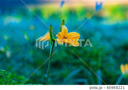 オレンジ色の花 多年草の写真素材