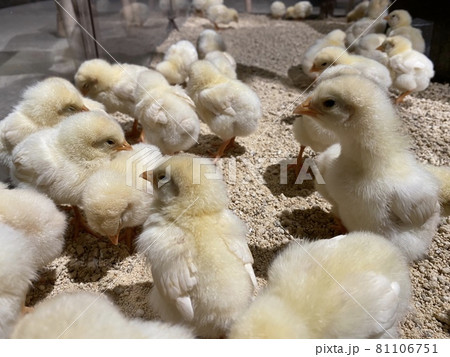 餌やり体験 ニワトリの写真素材