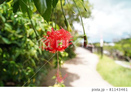 花壇 花 歩道 植木の写真素材