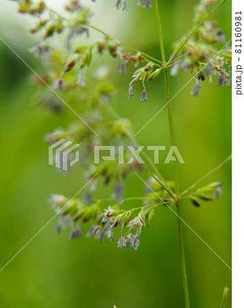 花 スズメノカタビラ 植物 雑草の写真素材