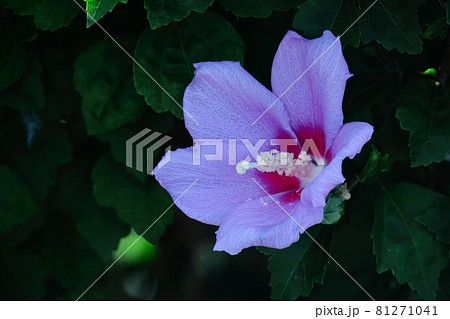 ハイビスカスに似た花の写真素材