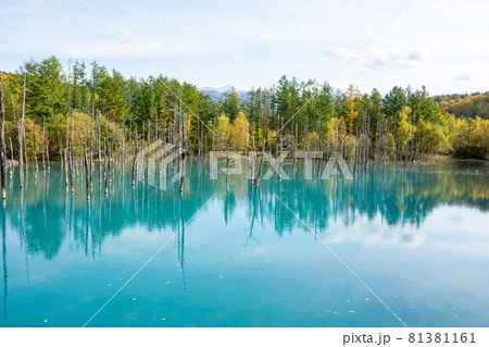 北海道 壁紙 美瑛 青い池の写真素材