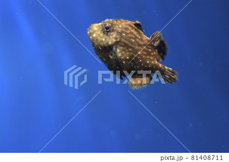 ふぐ かわいいの写真素材