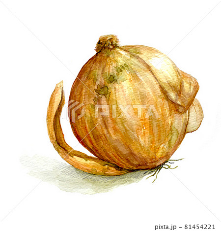 野菜 玉葱 水彩画 玉ねぎのイラスト素材 - PIXTA 野菜 玉葱 水彩画 玉ねぎのイラスト素材 - PIXTA