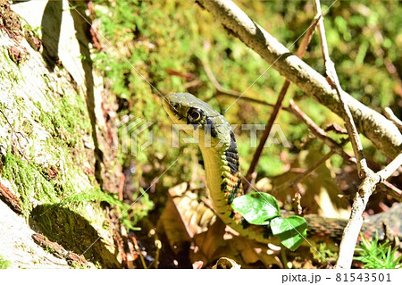 ヤマカガシ かわいい 可愛い ヘビの写真素材