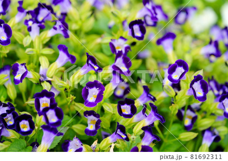 花 トレニア 夏スミレ 植物の写真素材