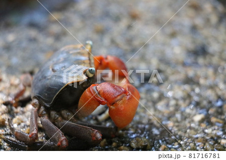 カニ 蟹 関西 ハサミの写真素材