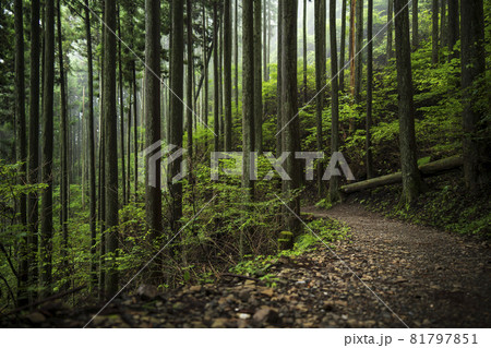木 光 雨 緑 樹林の写真素材
