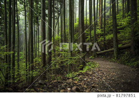 木 光 雨 緑 樹林の写真素材 木 光 雨 緑 樹林の写真素材