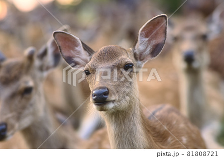 かっこいい鹿の写真素材