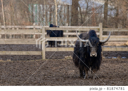 ヤク 黒 放牧 ウシ科の写真素材