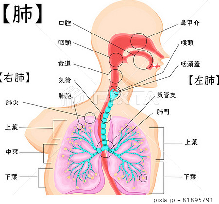 肺胞の写真素材