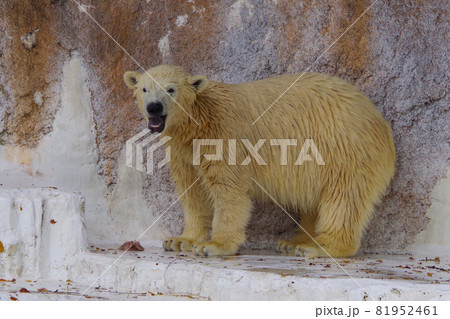 シロクマの赤ちゃん しろくま 熊 陸上動物の写真素材