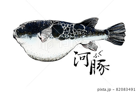 河豚 魚 海水魚 虎河豚のイラスト素材 - PIXTA