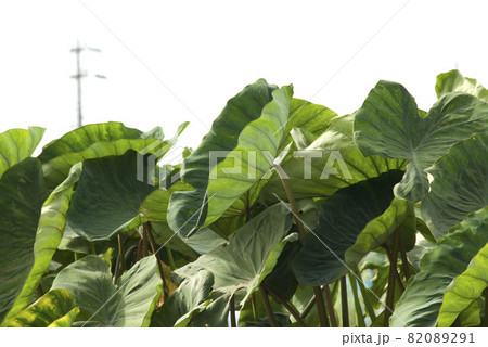 サトイモ 里芋 葉 葉っぱの写真素材