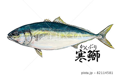 ハマチ イラスト 海水魚 魚のイラスト素材 - PIXTA