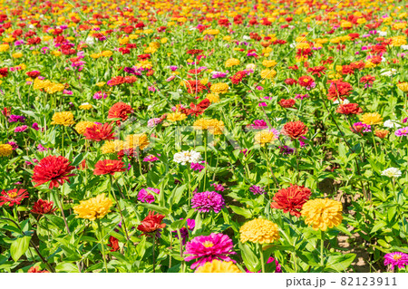 群生 百日草 花畑 ジニアの写真素材