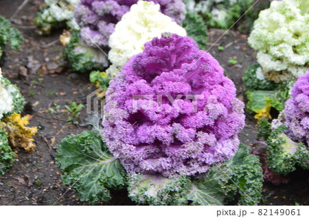 花キャベツ 白い葉 鑑賞野菜 鑑賞キャベツの写真素材