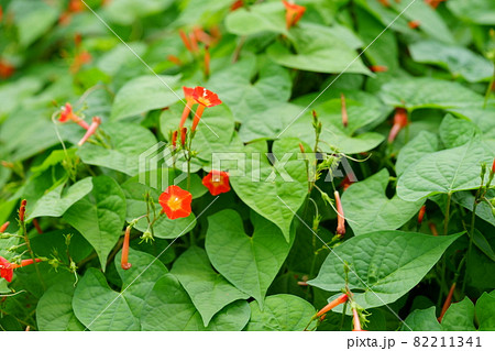 ツル性植物 雑草の写真素材