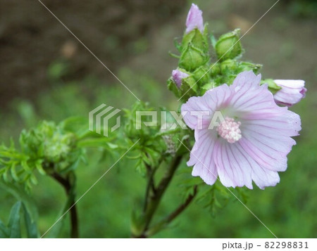 ムスク 花の写真素材