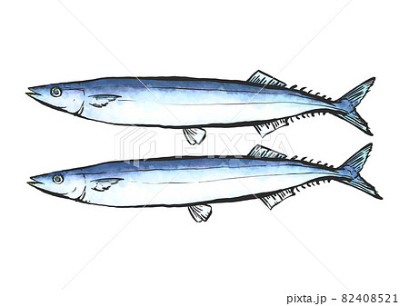 サンマ 魚 手書き さんまのイラスト素材
