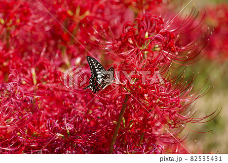 曼珠沙華の写真素材