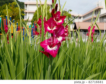 グラジオラス 花 雄しべ 雌しべの写真素材