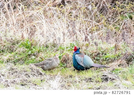 きじのメス 雉 雌 キジの写真素材