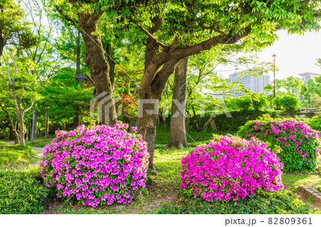 ツツジ 日比谷公園 植物 花の写真素材 - PIXTA