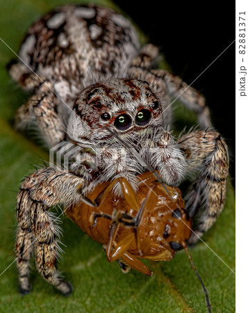 巨大蜘蛛の写真素材