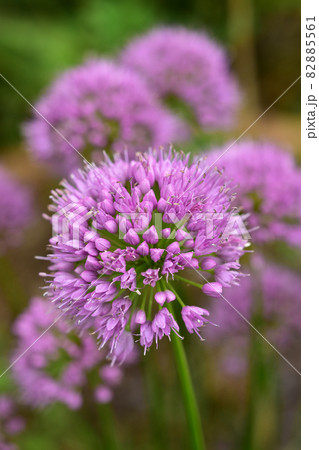 アリウム 花 ネギ科 ネギ坊主の写真素材