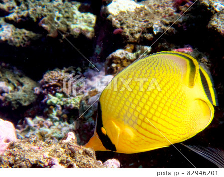 アミチョウチョウウオの写真素材