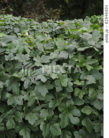 葛の葉 植物 クズの葉の写真素材