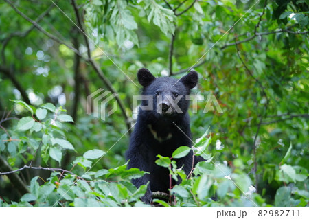 月の輪クマの写真素材 - PIXTA
