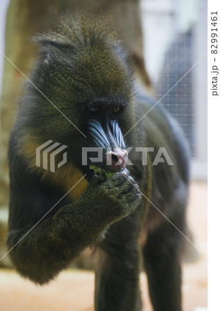 猿 動物 ドリル サルの写真素材