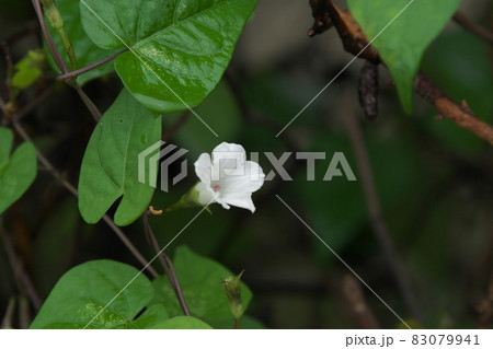 花言葉 固い絆 花言葉の写真素材