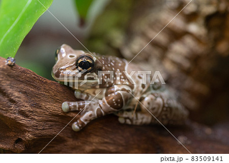 ジュウジメドクアマガエルの写真素材 - PIXTA