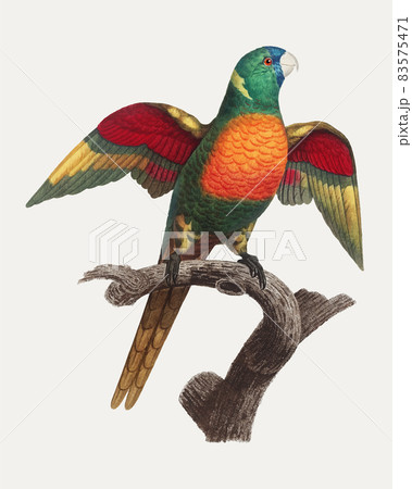 自然 鳥 綺麗な鳥のイラスト素材 自然 鳥 綺麗な鳥のイラスト素材